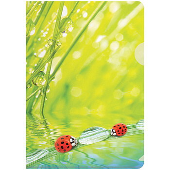 Папка-уголок А4 Berlingo "Ladybird" рисунок 180мкм, пластик 208098